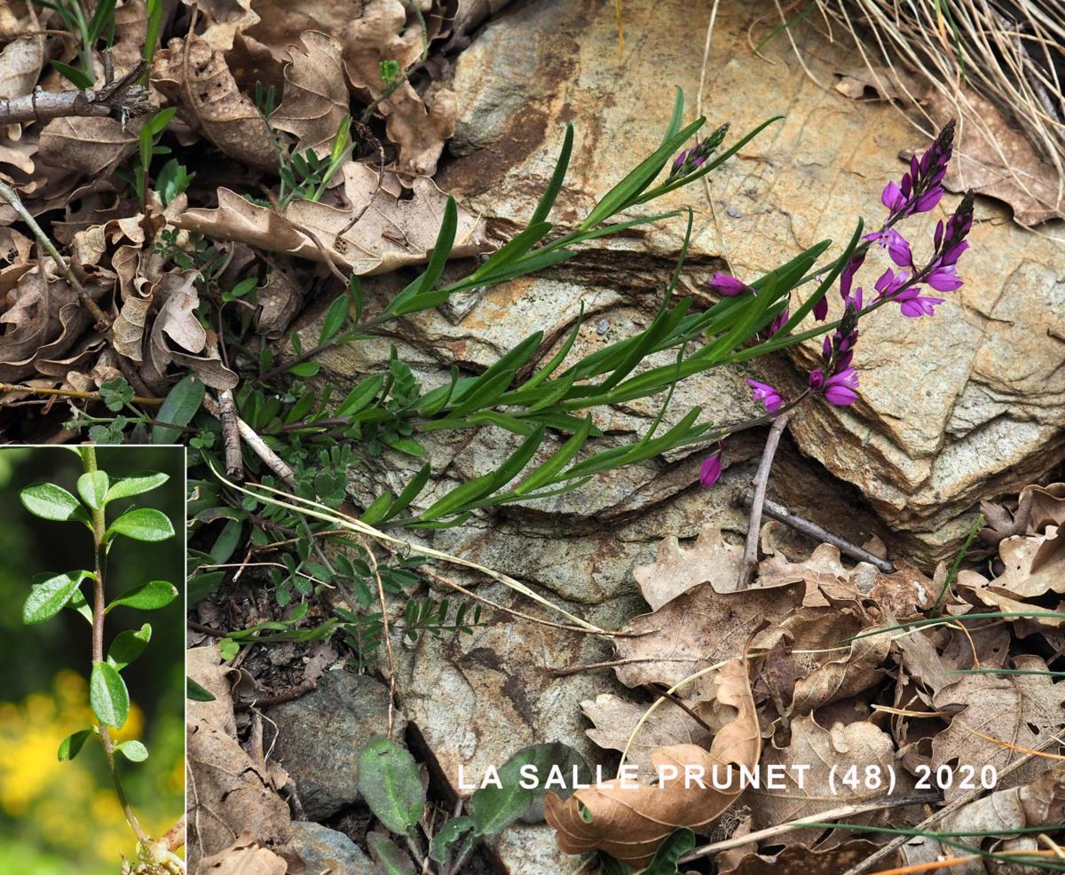 Milkwort, Common leaf